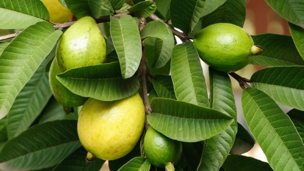   5 استخدامات غريبة لأوراق الجوافة السحرية.. ستدهشك معرفتها 