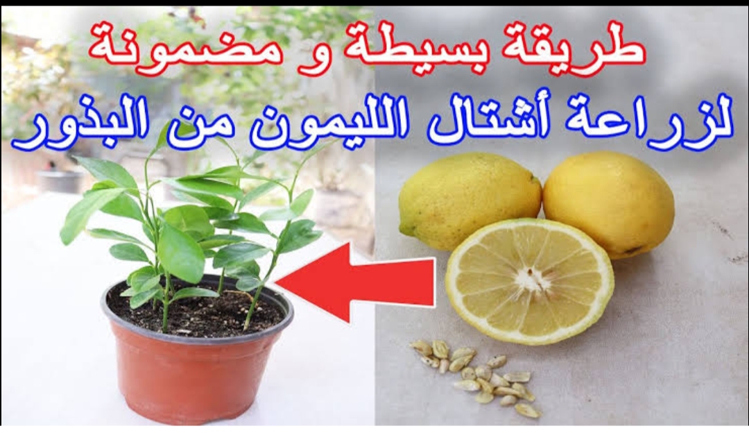 صحة  وداعاً لغلاء الأسعار.. طريقة زراعة الليمون في البيت من ثمرة ليمونة من الثلاجة بخطوات سهلة وسريعة