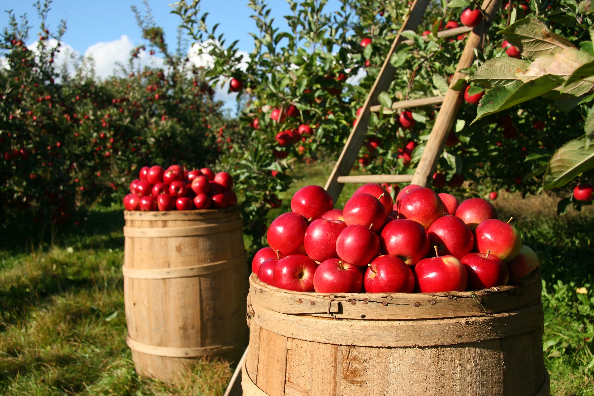 5 أشياء هامة عليك مراعاتها عند شراء التفاح