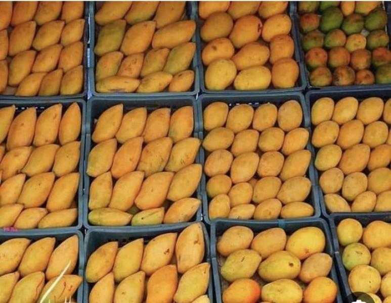 بعد تفحص وتدقيق ونزول ميداني.. بيان رسمي يكشف حقيقة انتشار الديدان في فاكهة المانجو في اليمن