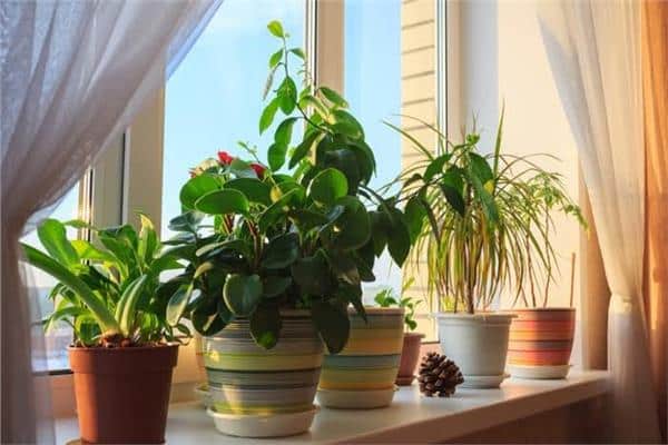 نصائح للاهتمام بالنباتات المنزلية