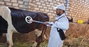 عدوى البروسيلا.. كيف تنتقل وما طرق الوقاية؟