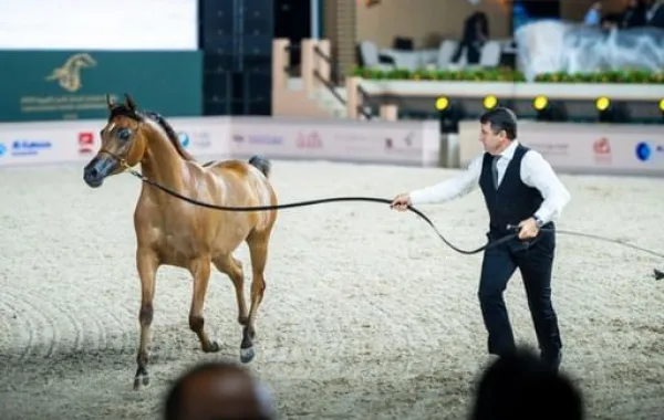   
                                انطلاق بطولة عجمان لجمال الخيل العربية بدورتها الـ 22

                             