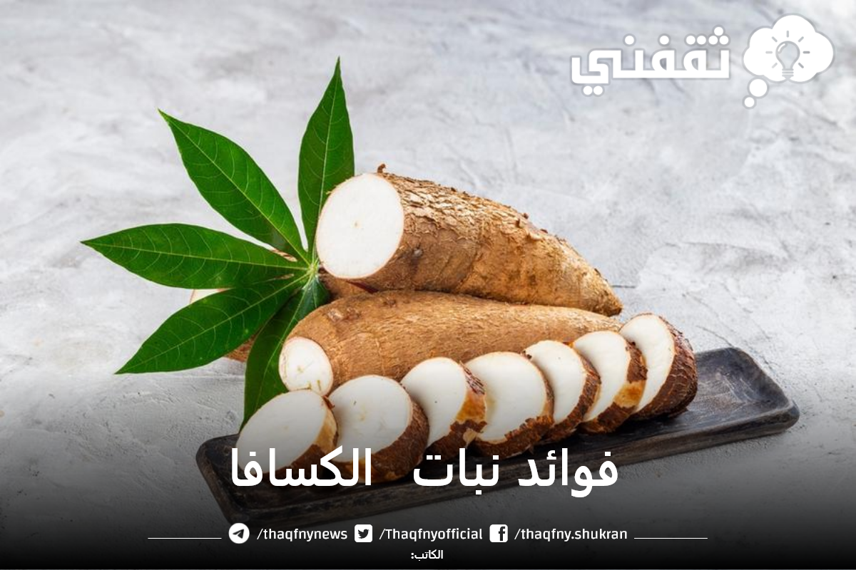 فوائد نبات الكسافا للوزن والشعر والبشرة